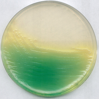 KING AGAR B BASE (DANSK STANDARD) FOR MI